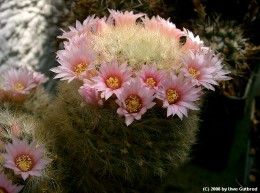 Mammillaria carmenae